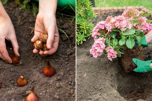 Список буйнорастущих цветов для успешной посадки под зиму