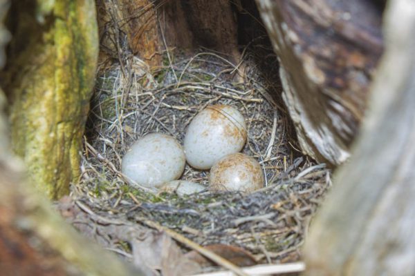 Впервые за 30 лет на участке завелись ужи, башковитый сосед помог прогнать их прочь