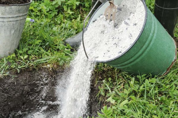 Для каких растений зола противопоказана, делится опытный дачник