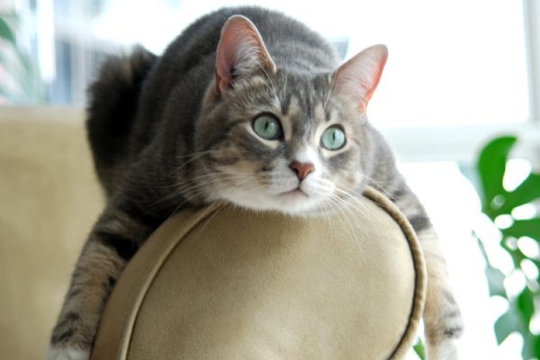 Почему посмотреть любимый сериал с кошкой не получится