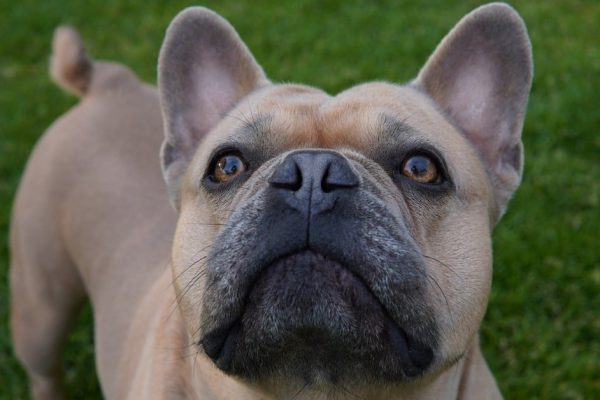 Как же я жалею, что не завел собаку еще 10 лет назад